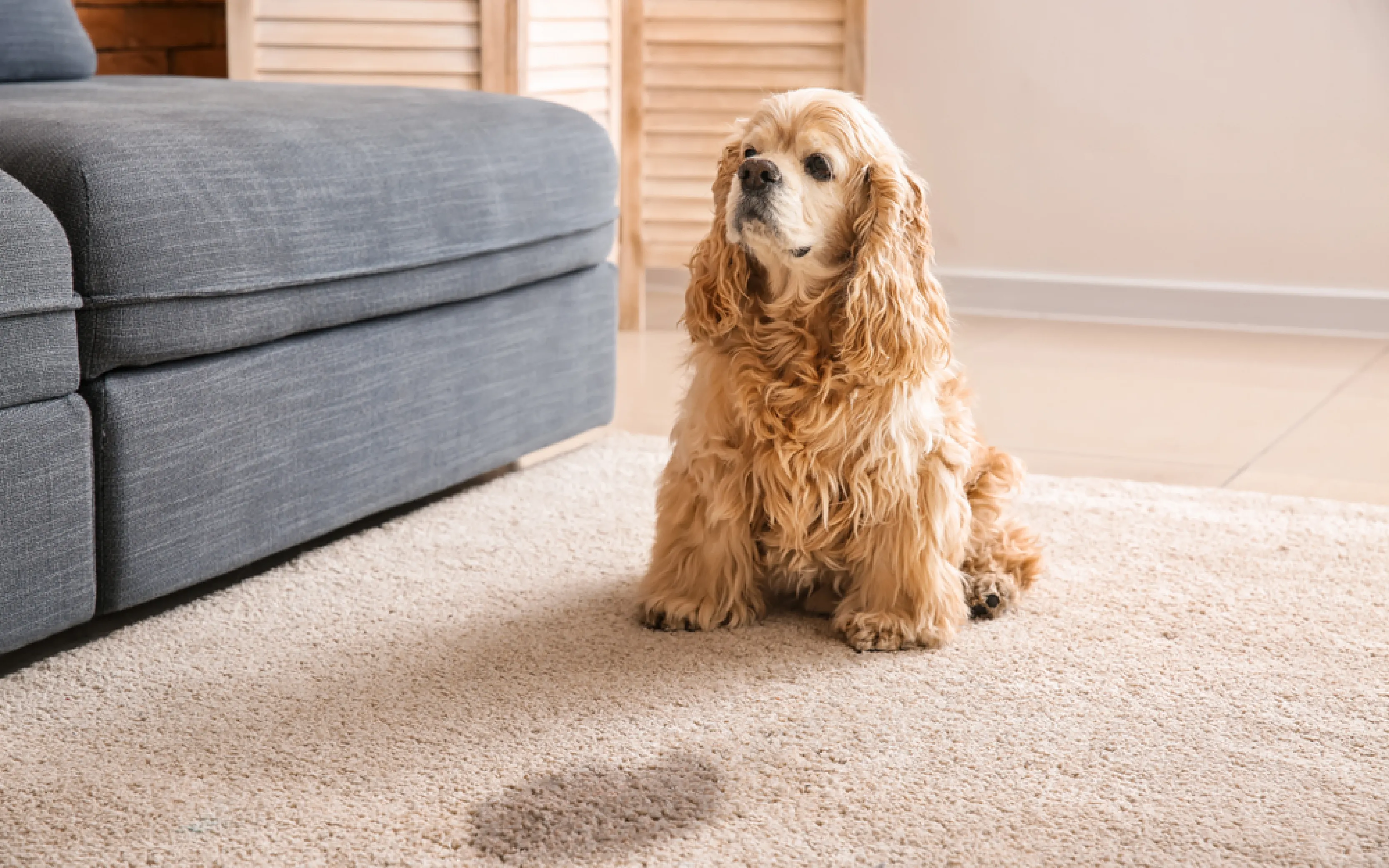 carpet cleaners in Nassau, carpet cleaning in Nassau, carpet cleaning Nassau, carpet cleaners in Nassau,  commercial carpet cleaning, commercial carpet cleaning in v,carpet cleaning in Nassau,  Nassau rug cleaners, rug cleaning services in Nassau, same day carpet cleaning, same day rug cleaning