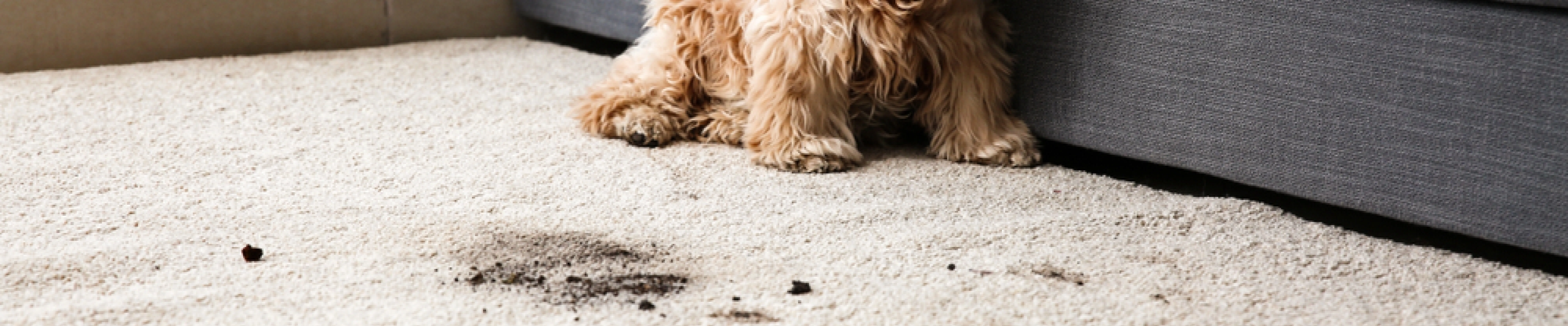 carpet cleaning in NJ, carpet cleaner in NJ, carpet cleaners in NJ, carpet cleaners in NJ, drapery cleaners in NJ, carpet cleaning in NJ, mattress cleaning in NJ, mattress cleaners in NJ, commercial carpet cleaning, commercial carpet cleaners in NJ, NJ rug cleaners, rug cleaning services in NJ same day carpet cleaning, same day rug cleaning