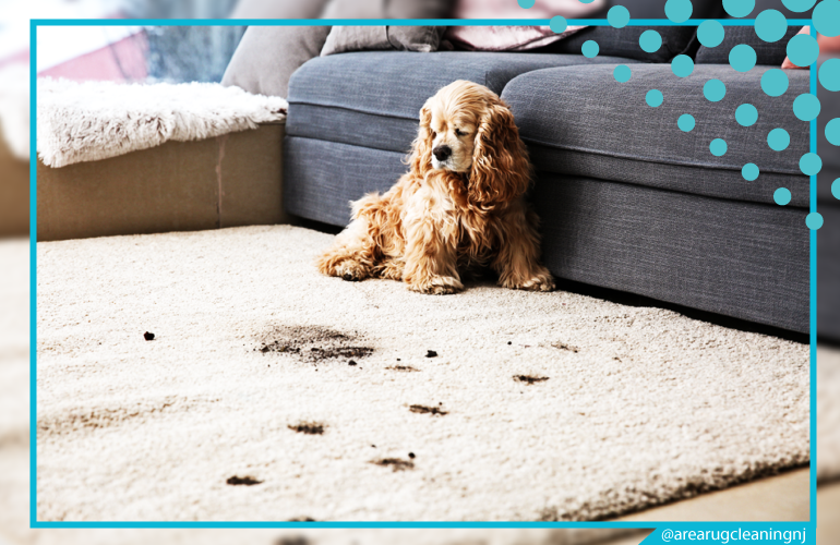 carpet cleaning in NJ, carpet cleaner in NJ, carpet cleaners in NJ, carpet cleaners in NJ, drapery cleaners in NJ, carpet cleaning in NJ, mattress cleaning in NJ, mattress cleaners in NJ, commercial carpet cleaning, commercial carpet cleaners in NJ, NJ rug cleaners, rug cleaning services in NJ same day carpet cleaning, same day rug cleaning