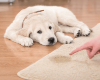 carpet cleaning in new york, carpet cleaning new york, carpet cleaners in new york, carpet cleaners in new york, commercial carpet cleaning, commercial carpet cleaning in new york, new york rug cleaners, rug cleaning services in new york, same day carpet cleaning, same day rug cleaning in new york