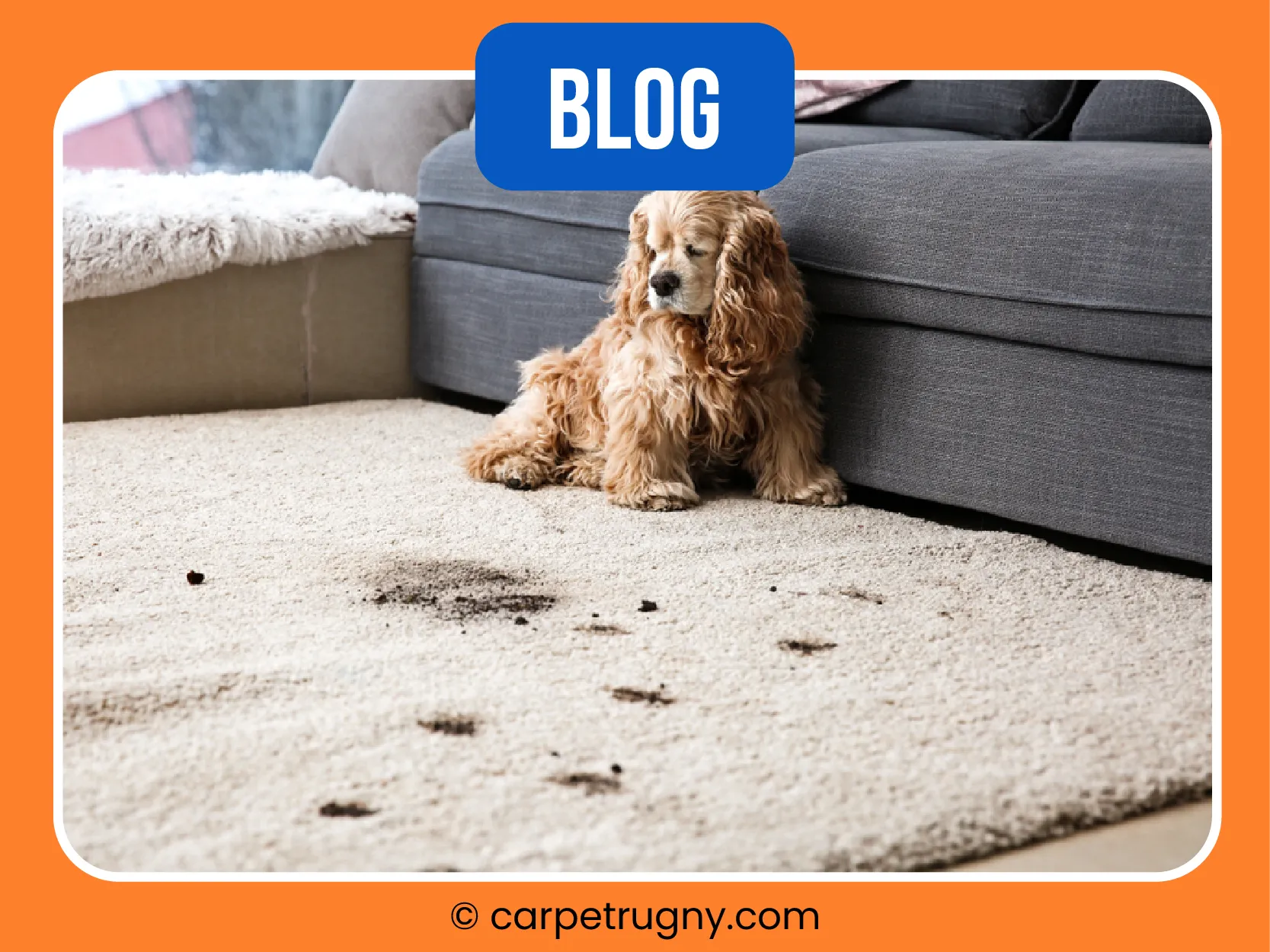 carpet cleaning in NY, carpet cleaning in new york, carpet cleaning NY, carpet cleaners in NY, carpet cleaners in new york, commercial carpet cleaning, commercial carpet cleaning in NY, NY rug cleaners, rug cleaning services in NY, same day carpet cleaning, same day rug cleaning