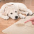 carpet cleaning in Westchester, carpet cleaning in Westchester, carpet cleaning Westchester, carpet cleaners in Westchester, carpet cleaners in Westchester, commercial carpet cleaning, commercial carpet cleaning in Westchester, Westchester rug cleaners, rug cleaning services in Westchester, same day carpet cleaning, same day rug cleaning